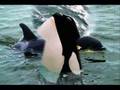 Orcas