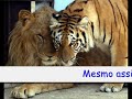 Hist�ria do 1� turno do Catarinense de 2008