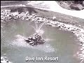 Dive Inn Resort