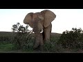 Big Elephant eating