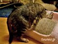 ララの爪とぎ相撲♪