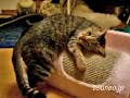 ララの爪とぎ相撲♪