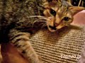 ララの爪とぎ相撲♪