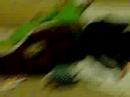 My Doggie Stewie