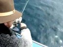 Meros - El Barco - Pesca Deportiva