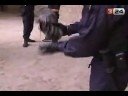 barcelona 
els mossos detenen 76 persones per tr�fic de drogues en una setmana de batudes al raval 
actualitzat a les 15:02 h   08/10/2008 

els mossos d'esquadra han iniciat una operaci� durant tot aquest mes d'octubre per desmantellar les xarxes de distribuci� de droga a petita escala al districte de ciutat vella. ja s'han detingut una vuitantena de persones. l'�ltima batuda ha estat aquesta nit mateix. els ve�ns, per�, demanen m�s contund�ncia, ja que asseguren que amb les batudes no n'hi ha prou.
la venda i el consum de droga al carrer a ciutat vella a barcelona s�n al punt de mira dels mossos d'esquadra. l'1 d'octubre van posar en marxa el 