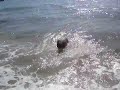 Misti Kaye Take a Dip in Yukky Water Misti Kaye Take a Dip in Yukky Water