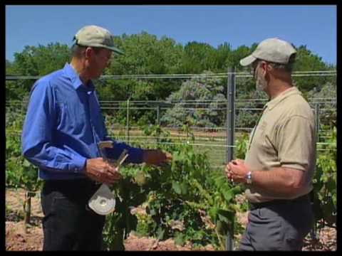 how to trellis a grape vine