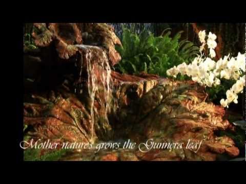 how to grow gunnera