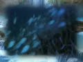 Tribute to THE BLUE LAGOON