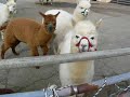 NASU ALPACA FARM