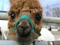 NASU-ALPACA-FARM