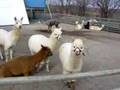 NASU ALPACA FARM