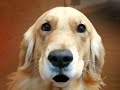 Dono Dog Dono Dog