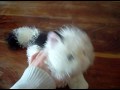 my dogs