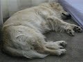 Ginger Sleepbarking