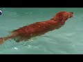 Dog swim party! Dog swim party!