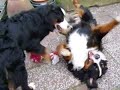 Dajo en Daisy