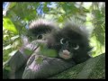 MONKEYLAND & BIRDS OF HEAVEN IN SOUTH AFRICA