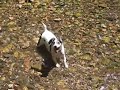 DOG vs. HEAT STRESS DOG vs. HEAT STRESS