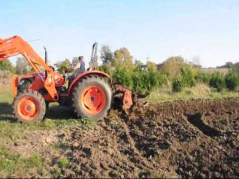 how to transplant russian olive trees