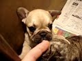 CAMADA BULLDOG FRANCES DERINALBA