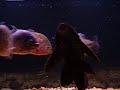 Pleco attacking piranhas