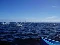 Flying Mobulas (A cousin of the \"Ray\")