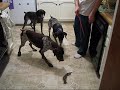 Tennessee German Shorthair Pointer Rescue Tennessee German Shorthair Pointer Rescue