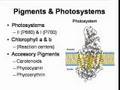 Photosynthesis 1