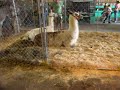 Vermont State Fair 2008