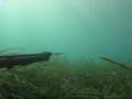 Mustafa Paker   �ipura   Sparus Auratus Av�