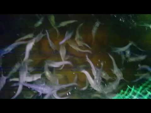 выращивание рыбы сома видео выращивание рыбы сома видео