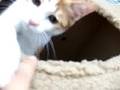 猫ぱんち