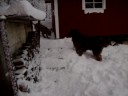 bullmastiff vs newfoundland