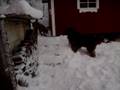 bullmastiff vs newfoundland