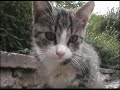 Young kitties 5 - Katzenkinder 5 Young kitties 5 - Katzenkinder 5
