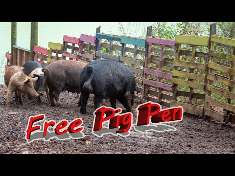 Pigpen - How to make a pig pen on a budget.
