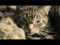  ROUND LIKE A CIRCLE improvised by ROELEKE, dedicated to all Friends & Subscribers HQuality