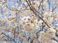 Cherry Blossom in Spring Cherry Blossom in Spring