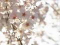 Cherry Blossom in Spring