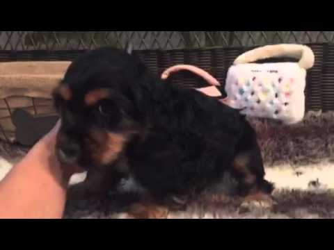 Full AKC, Adorable American Cocker Puppy!