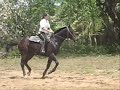 PMPR-FURA Training Pura Sangres- Mounted Police Horses Train