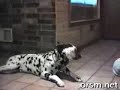 talking-dog-funny.html
