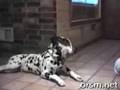 hilarious talking dog video