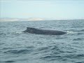 LOS CABOS