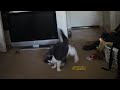 Asimo plays fetch!