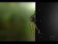AEDES AEGYPTY - FIOCRUZ
