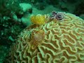 Days Weeks Months in Roatan