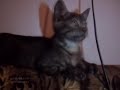 Un chat en boîte de nuit